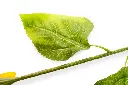 flor---girasol-individual-tallo-gruezo,-largo-64-cm,-corola-17-cm-3030.jpg.webp